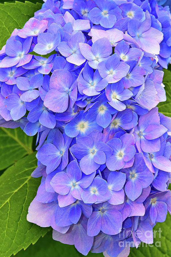 Blooming Blue Hydrangea Photograph