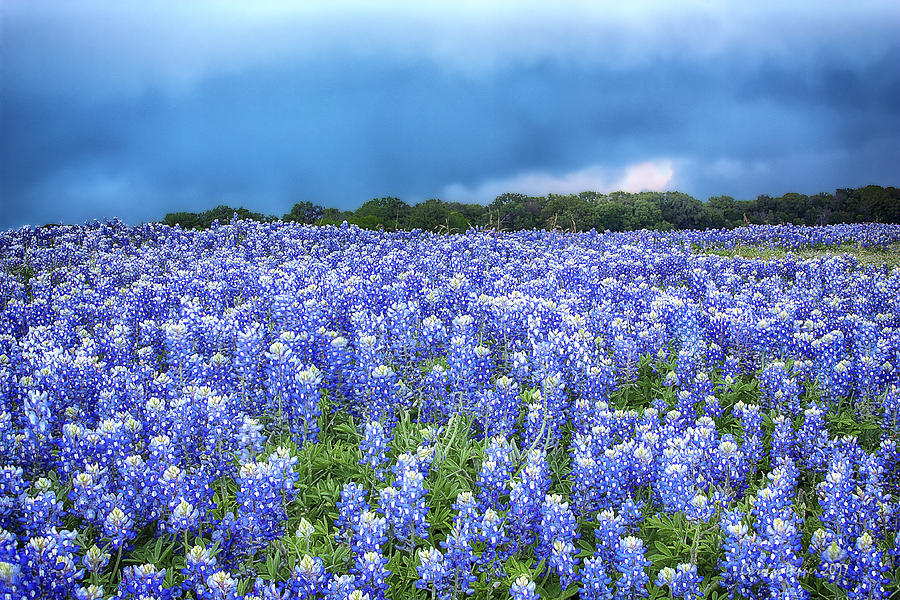 Blooming Bluebonnet Field Photograph by Carolyn Pepper - Fine Art America