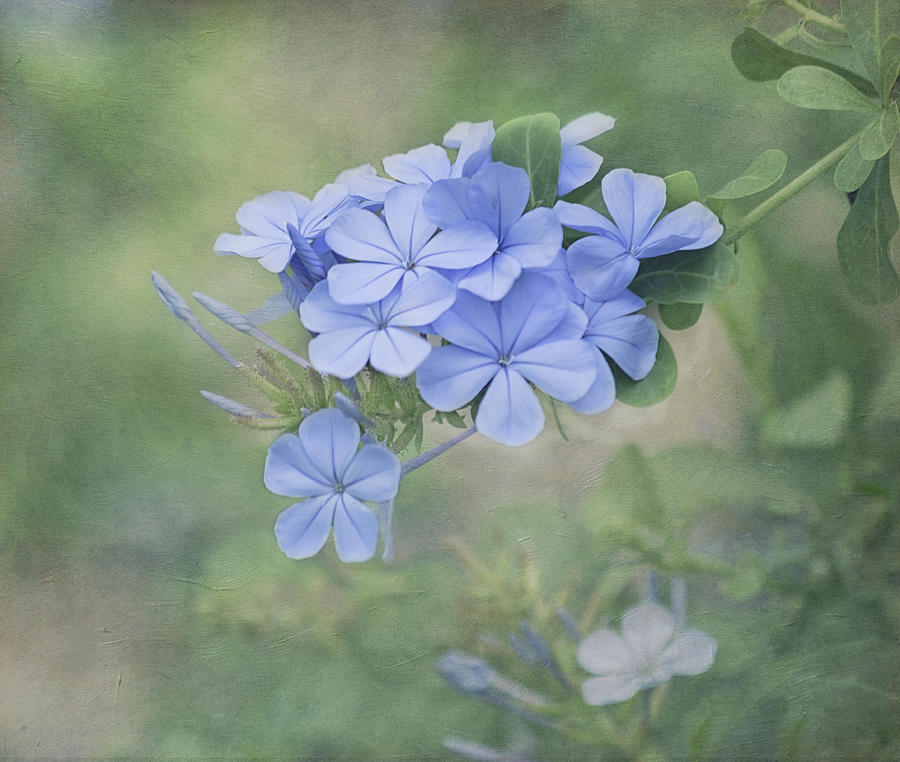 Nature Photograph - Blooming Blues by Kim Hojnacki