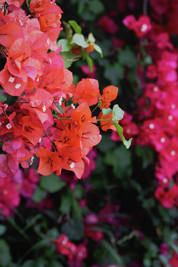 Flower Photograph - Blooming Bougainvillea- Photography by Linda Woods by Linda Woods