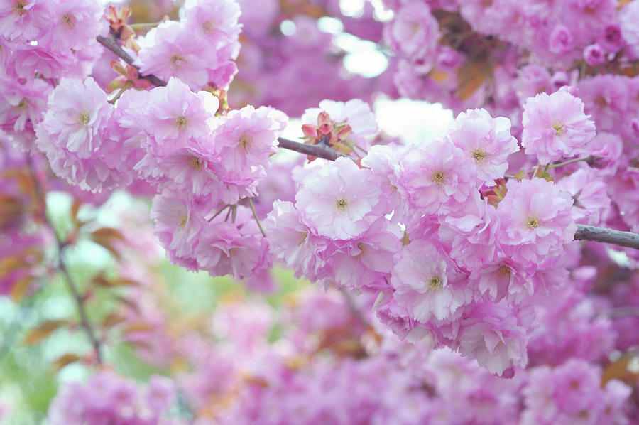 Blooming Branch of Kwanzan Cherry Photograph by Jenny Rainbow