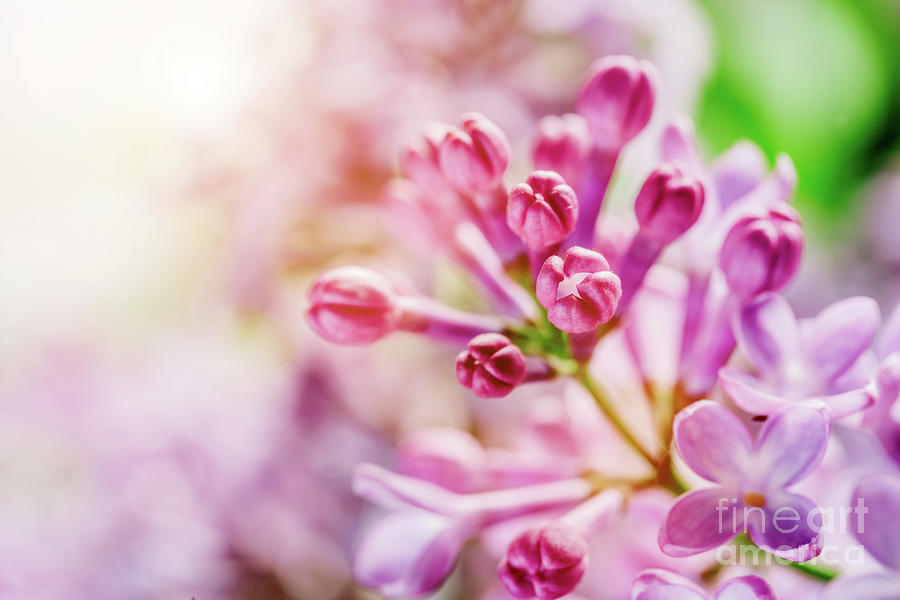 Blooming bright lilac buds close-up. Photograph by Michal Bednarek
