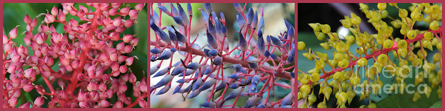 Blooming Bromeliads Collage Photograph by Carol Groenen
