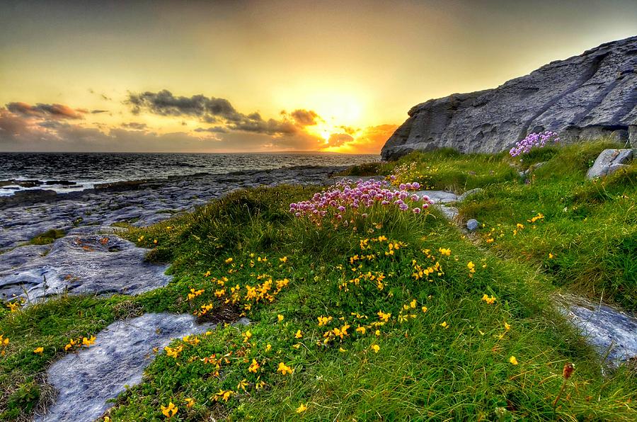 Blooming Burren Photograph by Joe Ormonde