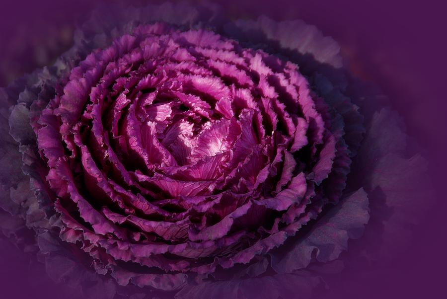Blooming Cabbage Photograph by Angie Tirado