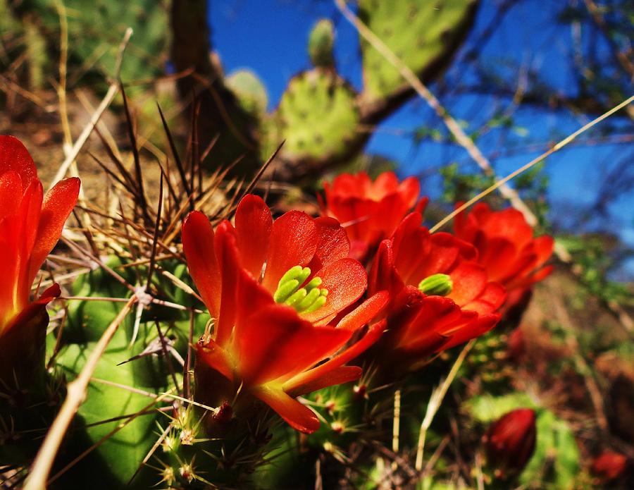 Nature Photograph - Blooming Cacti by Dennis Nelson