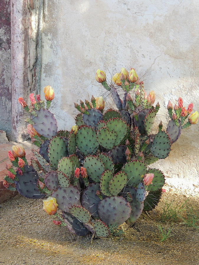 Blooming Cactus Photograph by Gordon Beck