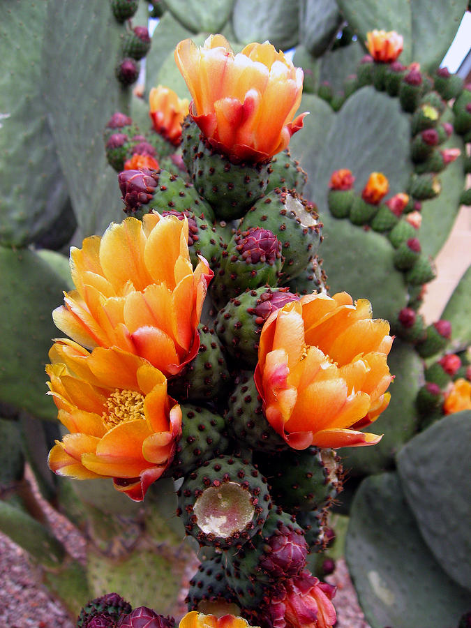 Flowers Still Life Photograph - Blooming Cactus by Harvie Brown