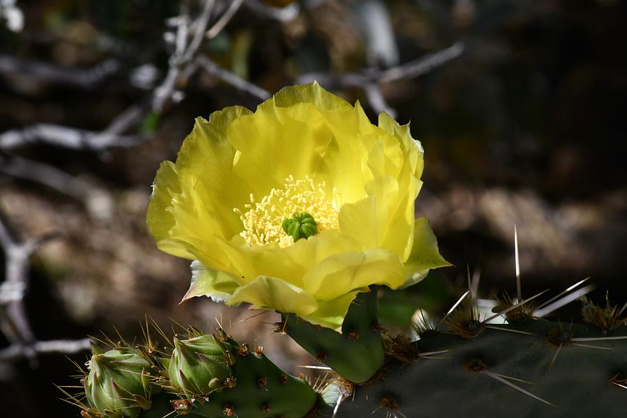 Blooming Cactus Photograph by Hella Buchheim