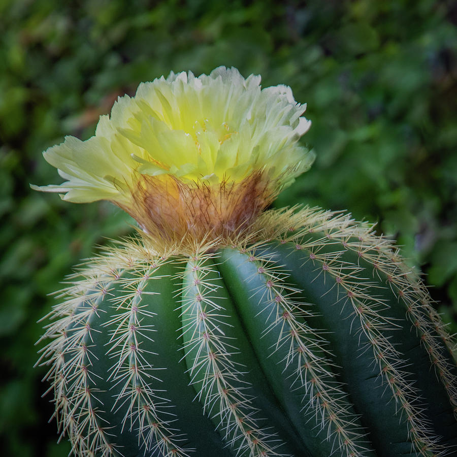 Blooming Cactus Photograph by James Woody