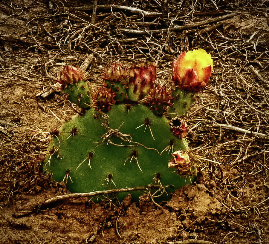 Blooming Cactus Photograph by Joseph Hollingsworth
