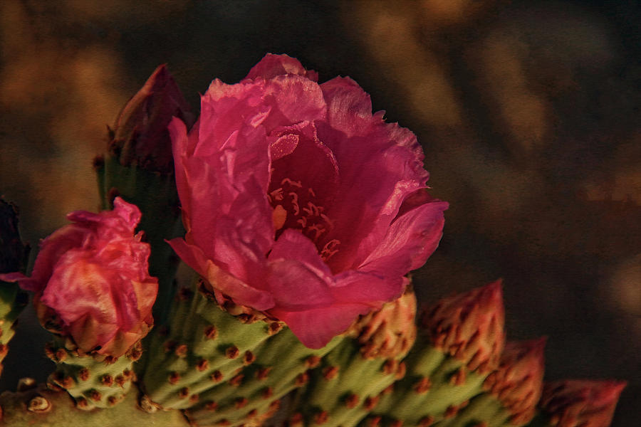 Blooming Cactus Photograph by Theo OConnor