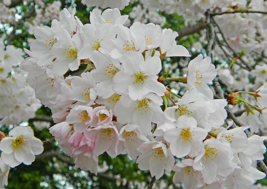 Blooming Cherry Blossoms Photograph by Emmy Marie Vickers