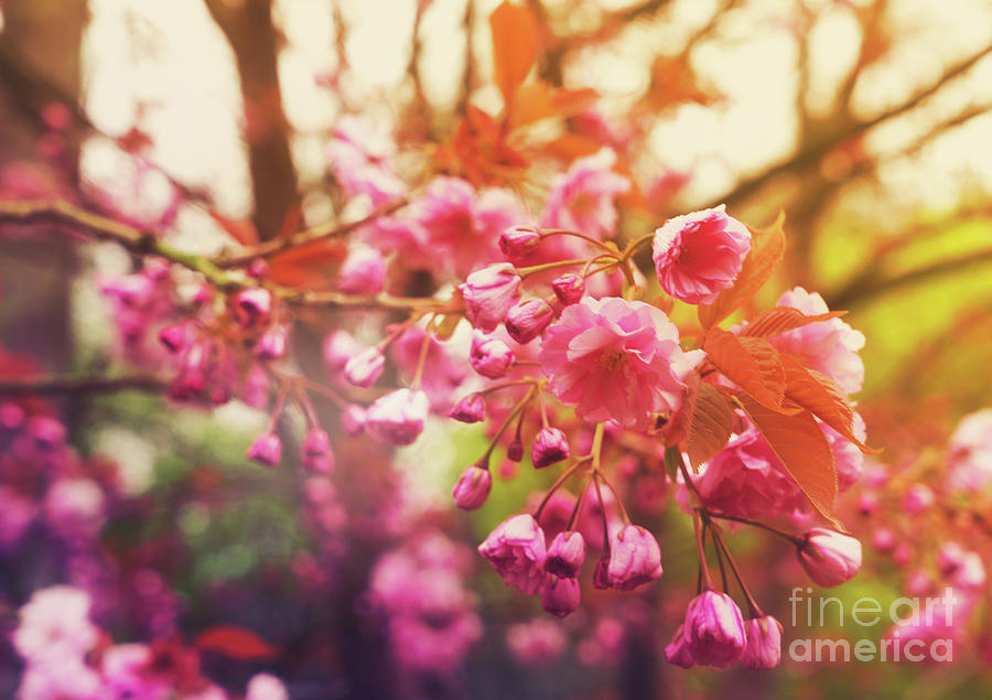 Blooming Cherry Tree Photograph by Anastasy Yarmolovich