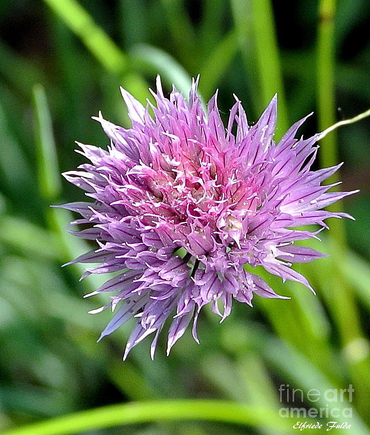 Blooming Chive Photograph by Elfriede Fulda