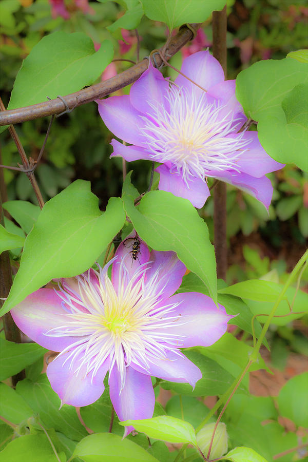 Blooming Clematis Photograph by Dan Carmichael