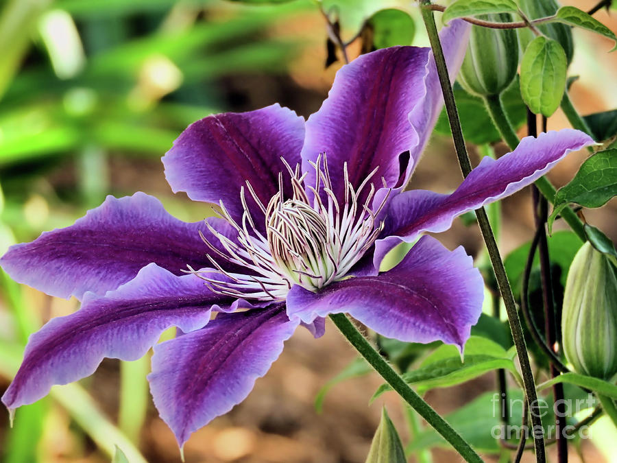 Blooming Clematis Photograph by Janice Drew - Pixels