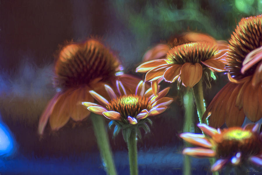Blooming Colors Photograph by John Rivera