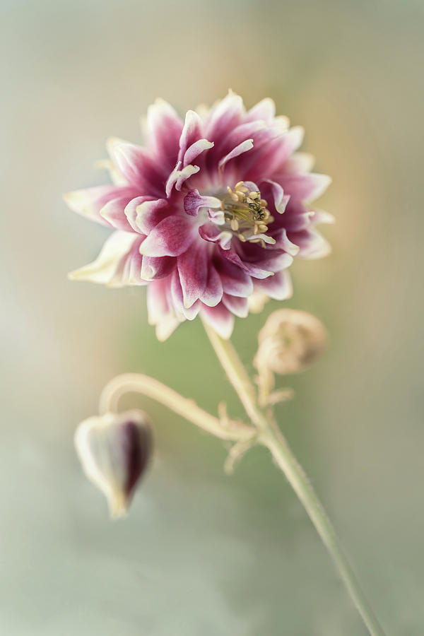 Nature Photograph - Blooming columbine flower by Jaroslaw Blaminsky