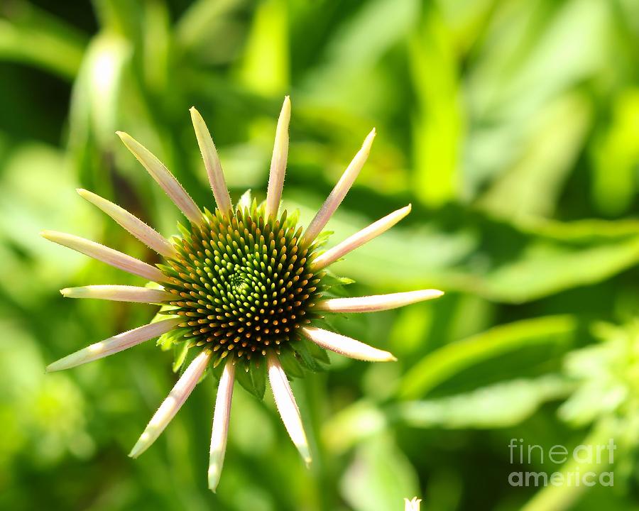 Blooming Coneflower Photograph by Jimmy Ostgard