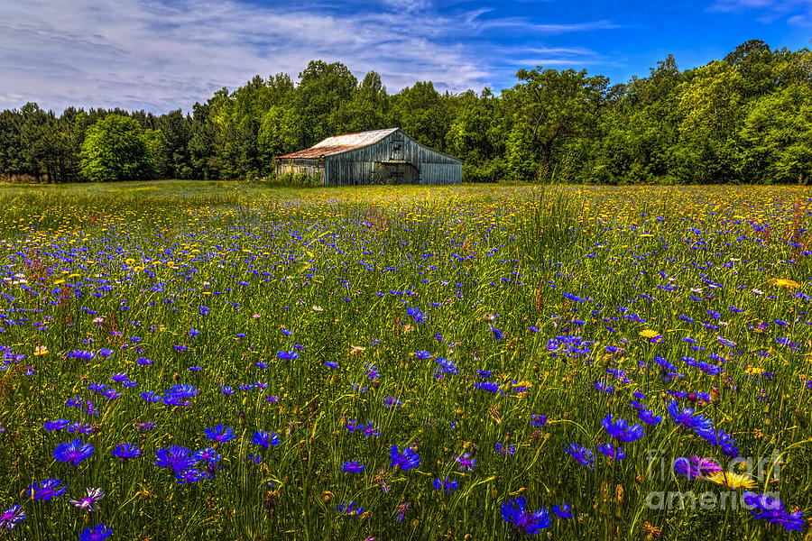 Barn Photograph - Blooming Country Meadow by Marvin Spates