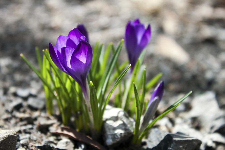 Blooming Crocus #1 Photograph by Jeff Severson