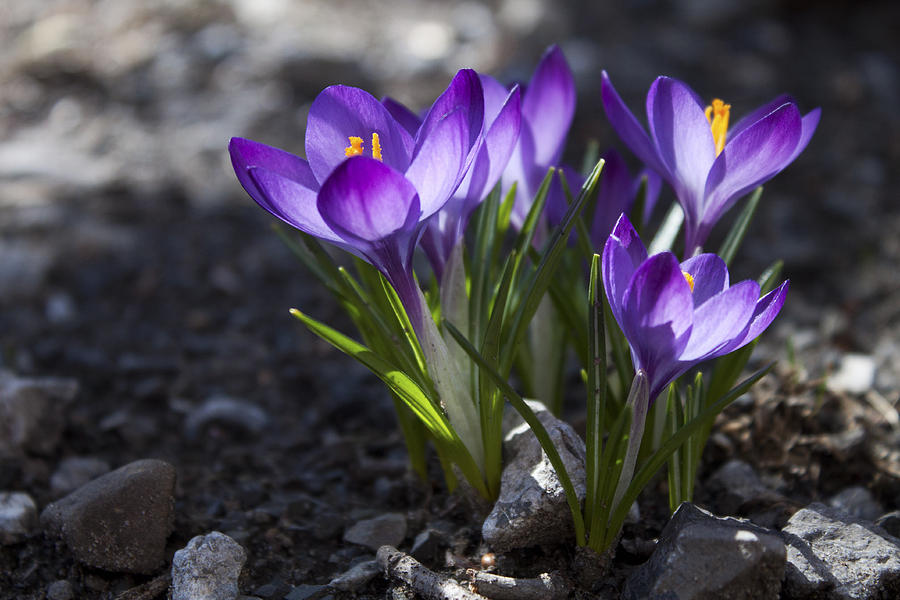 Blooming Crocus #2 Photograph by Jeff Severson
