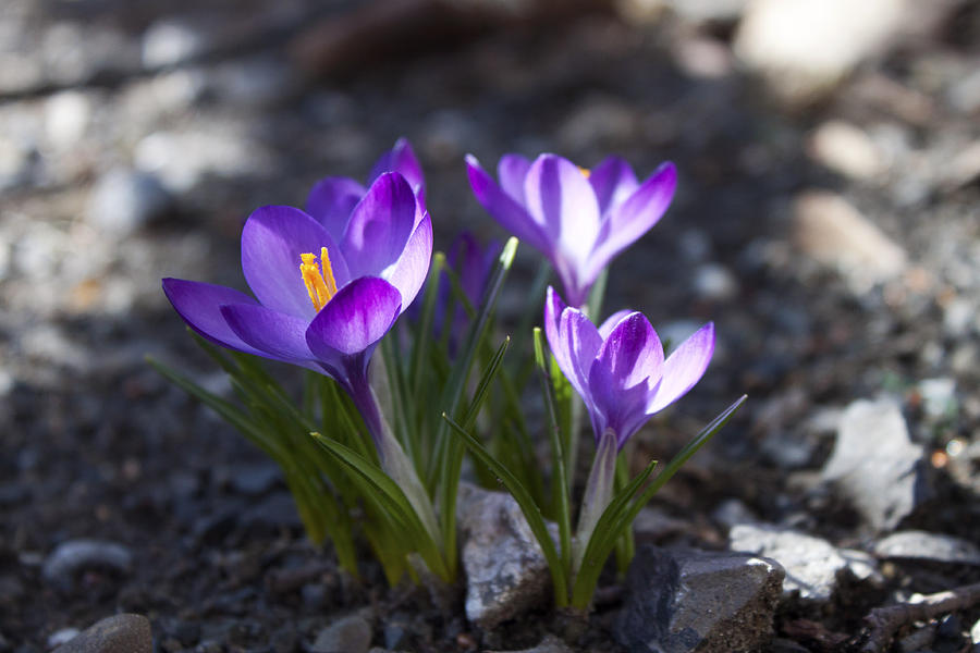 Blooming Crocus #3 Photograph by Jeff Severson