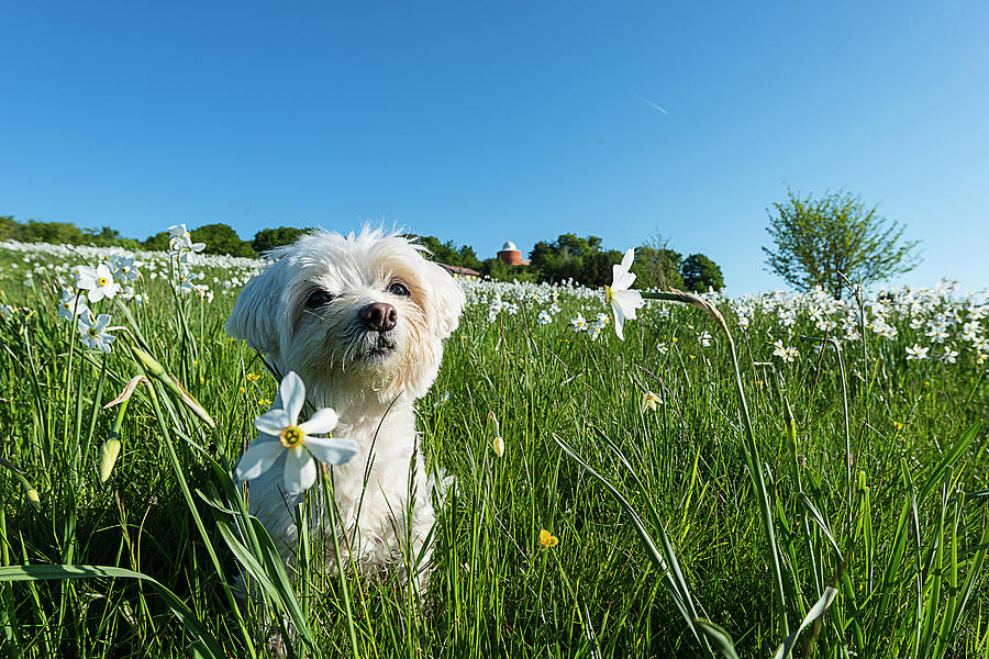 Blooming Daffodils In The Antola Park With Maltese I Photograph by Enrico Pelos