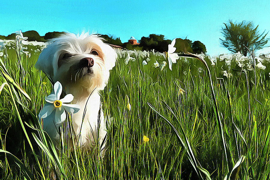 BLOOMING DAFFODILS IN THE ANTOLA PARK WITH MALTESE I paint Painting by Enrico Pelos