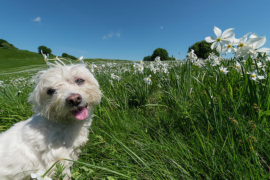 Blooming Daffodils In The Antola Park With Maltese II Photograph by Enrico Pelos