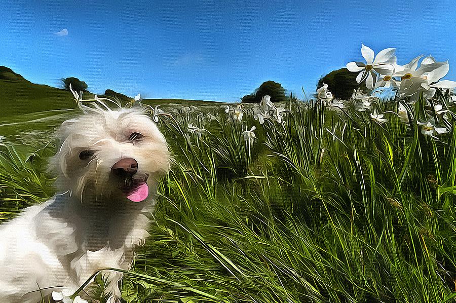 BLOOMING DAFFODILS IN THE ANTOLA PARK WITH MALTESE II paint Photograph by Enrico Pelos