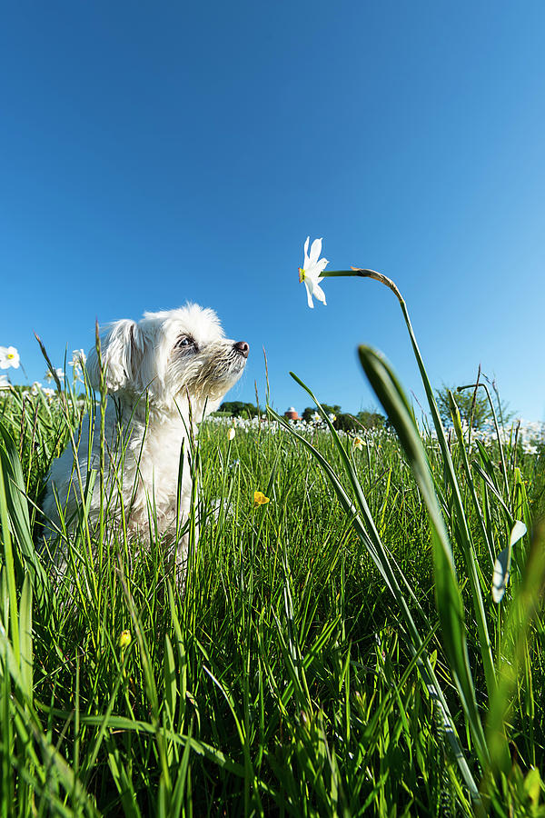 Blooming Daffodils In The Antola Park With Maltese IIi Photograph by Enrico Pelos