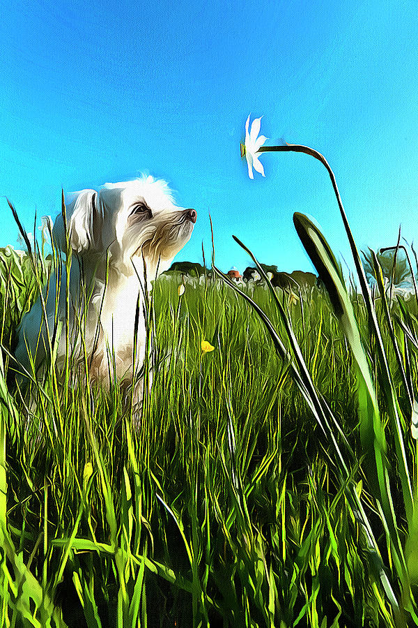 BLOOMING DAFFODILS IN THE ANTOLA PARK WITH MALTESE III paint Photograph by Enrico Pelos