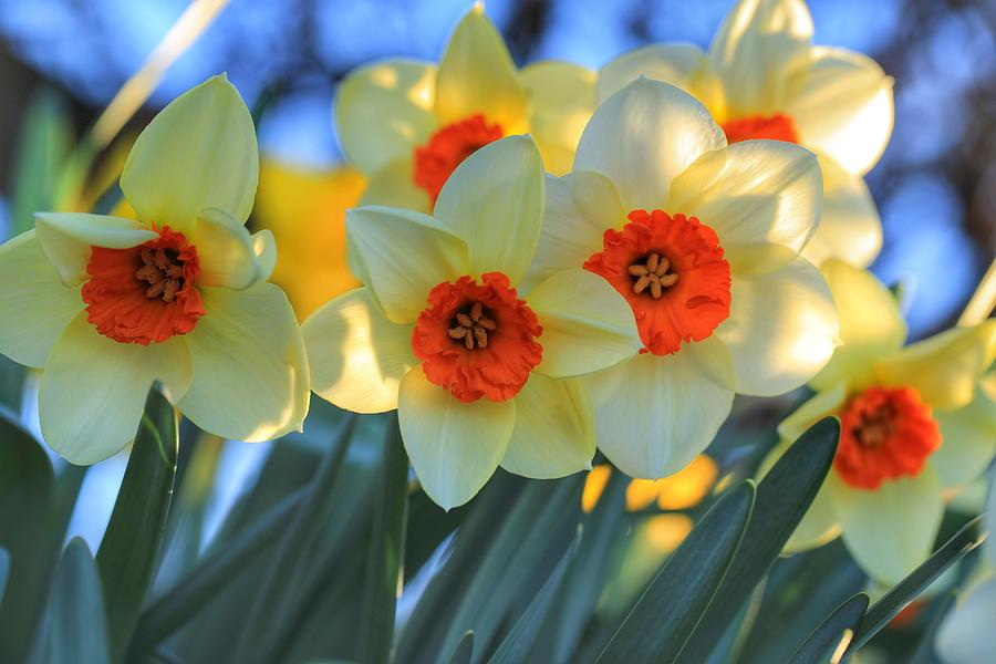 Blooming daffodils Photograph by Lynn Hopwood