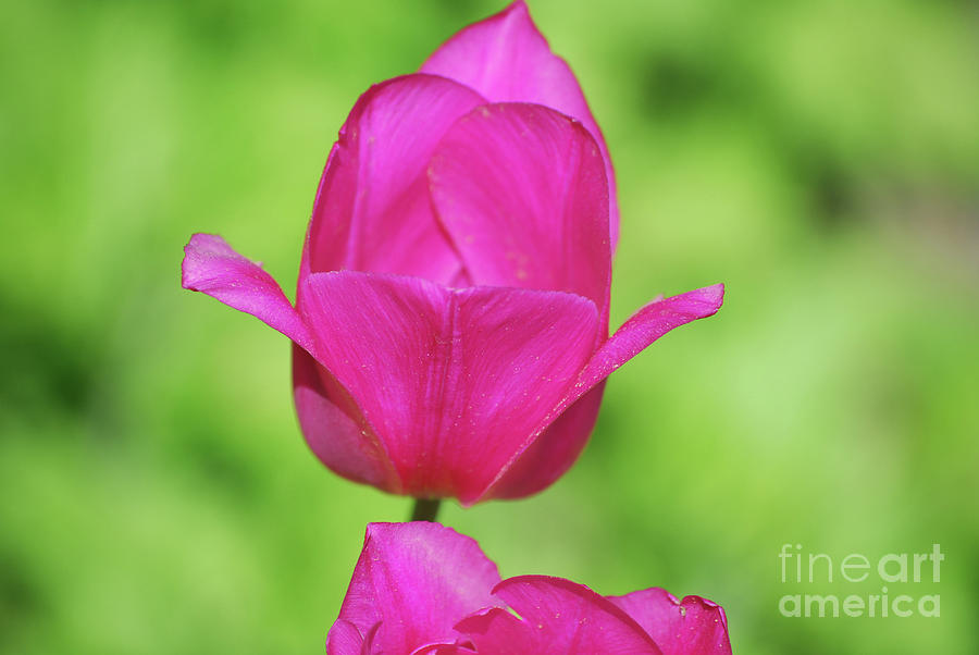 Blooming Dark Pink Tulip Flower Blossom in a Garden Photograph by DejaVu Designs
