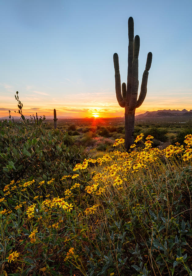 Blooming Desert Photograph by Alex Mironyuk - Pixels