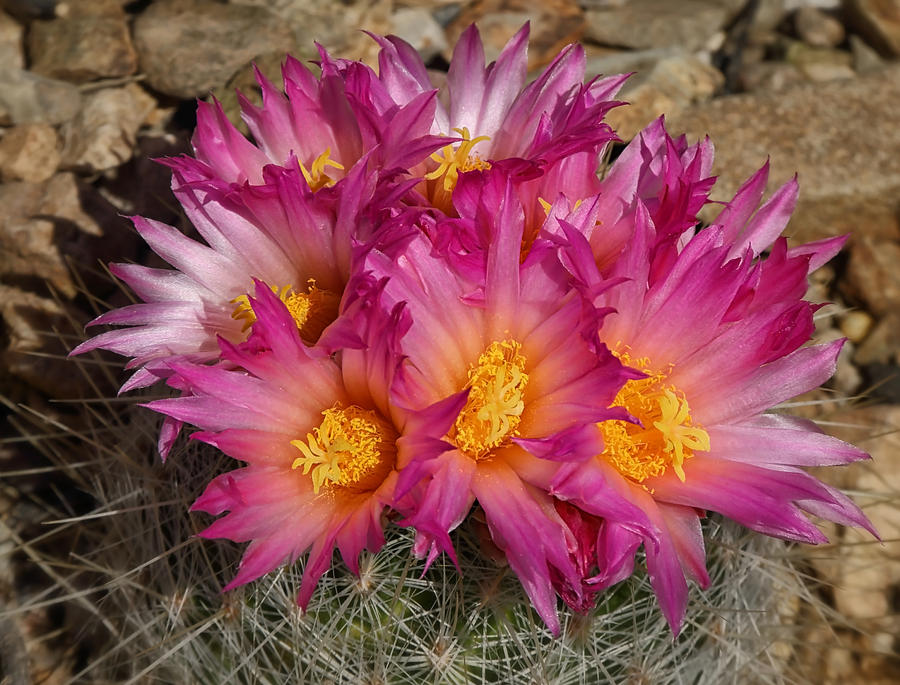 Blooming Desert Photograph by Elaine Malott