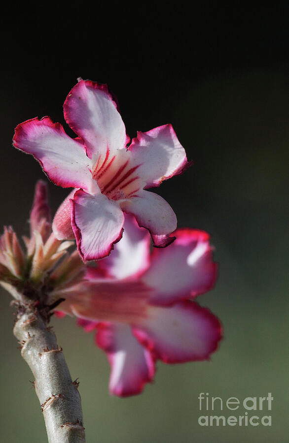 Blooming desert rose Photograph by Ruth Jolly