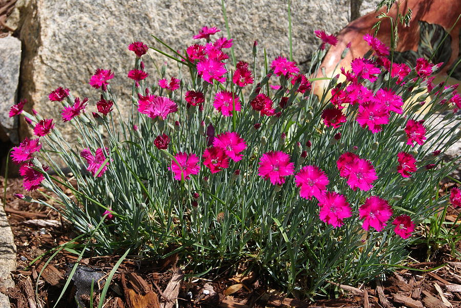 Blooming Dianthus Photograph by Margie Avellino
