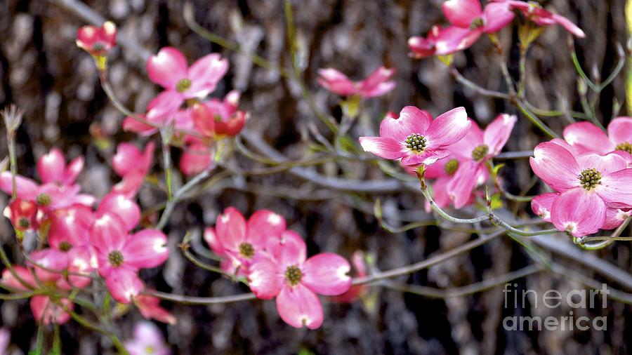 Blooming Dogwood and Pine Photograph by Gus McCrea
