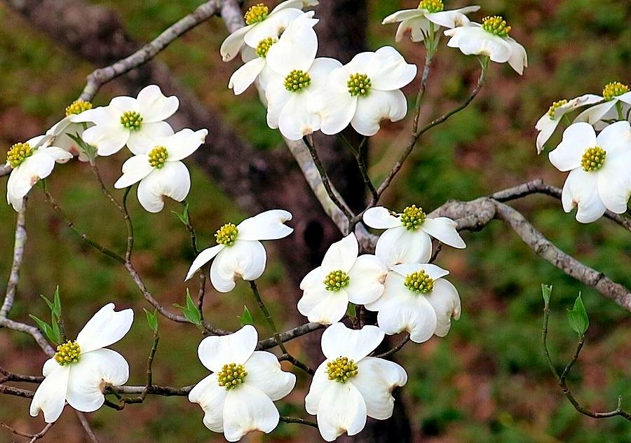 Blooming Dogwood Photograph by Betty Buller Whitehead