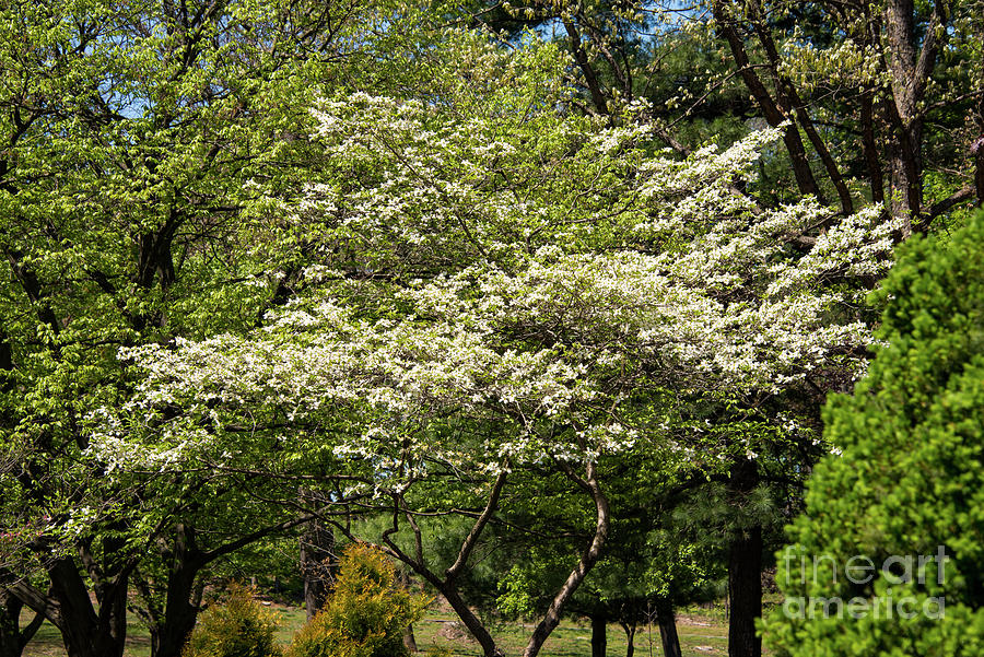 Tree Photograph - Blooming Dogwood by Bob Phillips