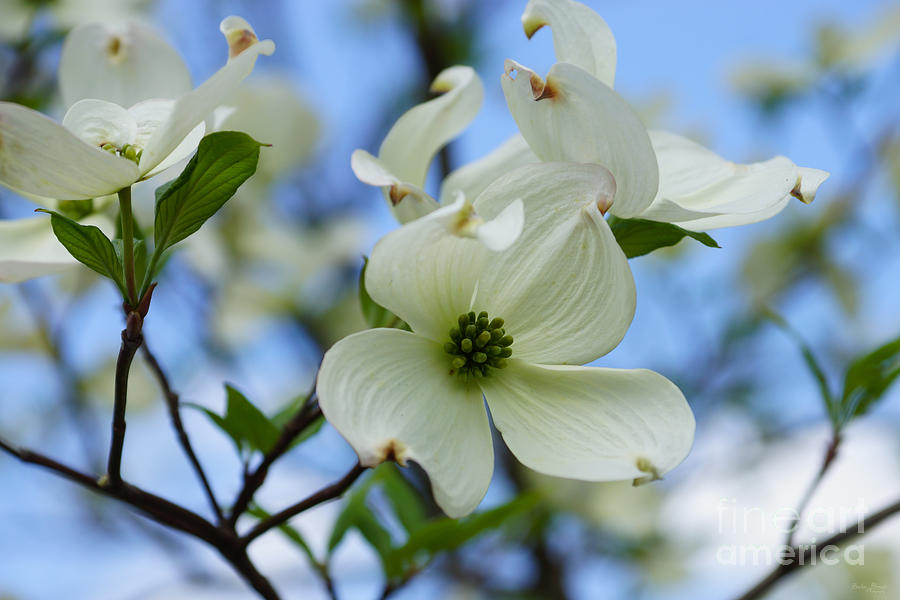 Spring Photograph - Blooming Dogwood by Jennifer White