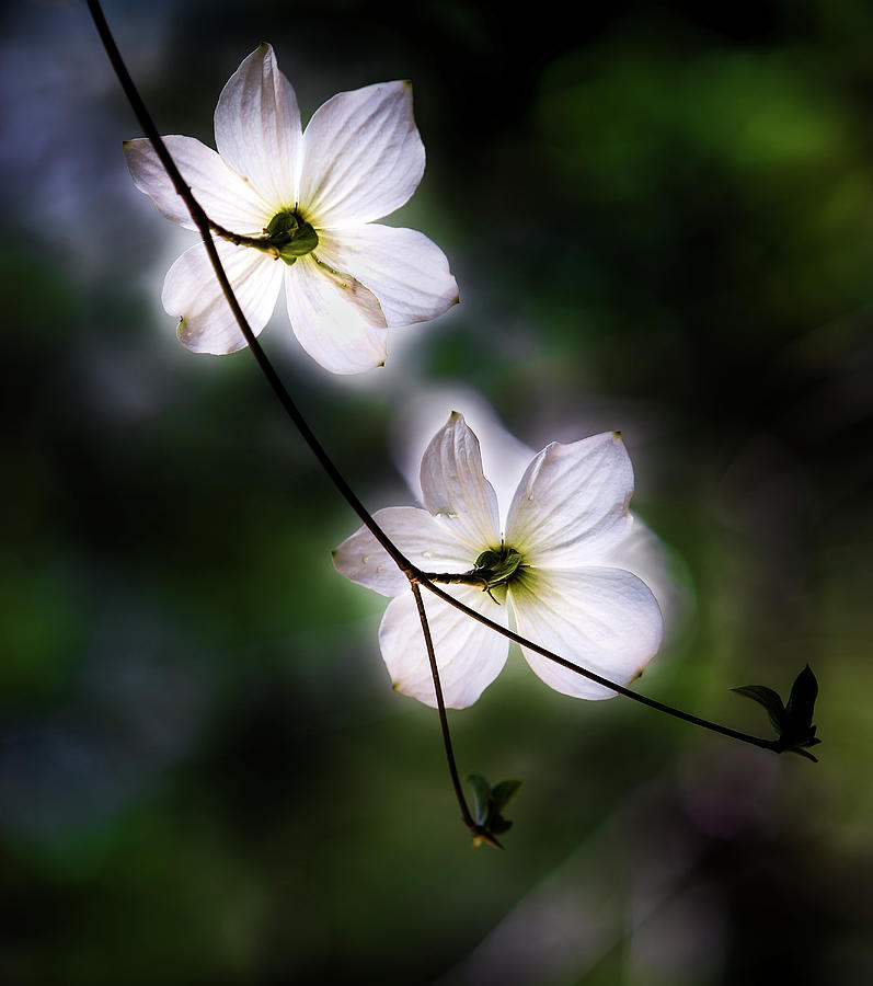 Yosemite National Park Photograph - Blooming Dogwoods in Yosemite 2 by Larry Marshall