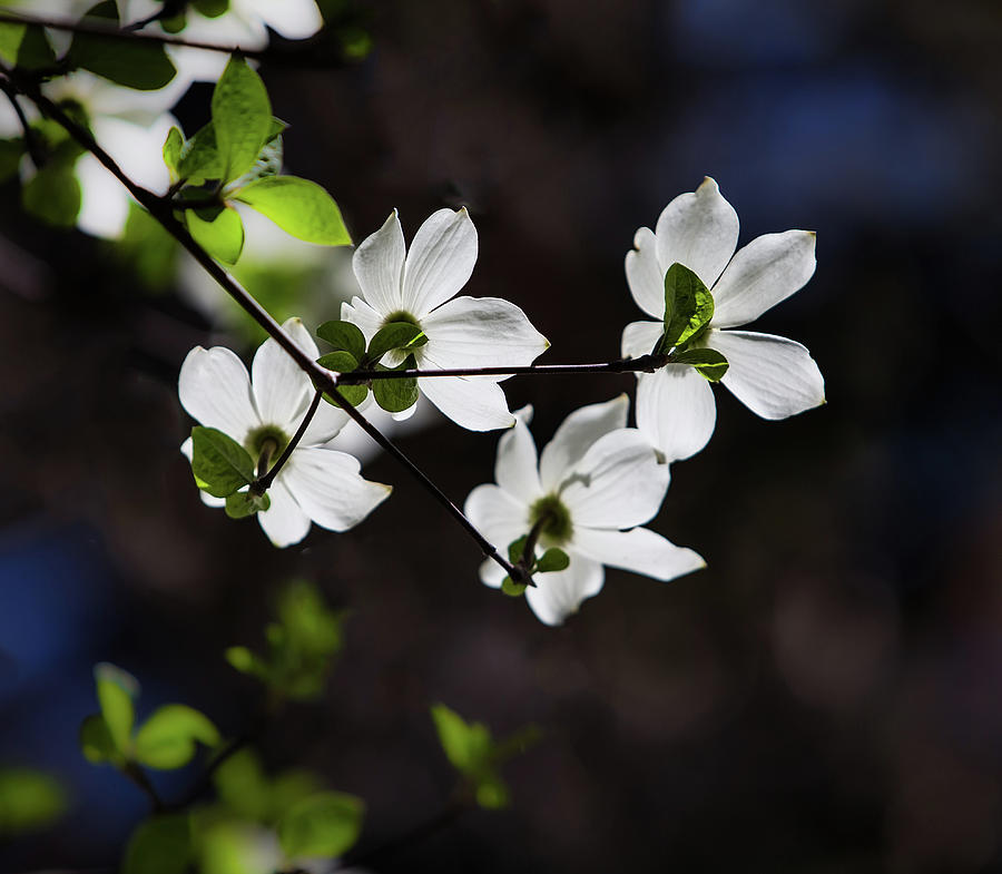 Blooming Dogwoods in Yosemite 4 Photograph by Larry Marshall