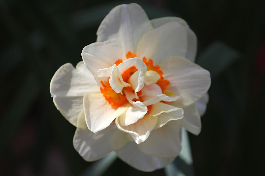 Flower Photograph - Blooming Double Daffodil  by Cynthia Guinn
