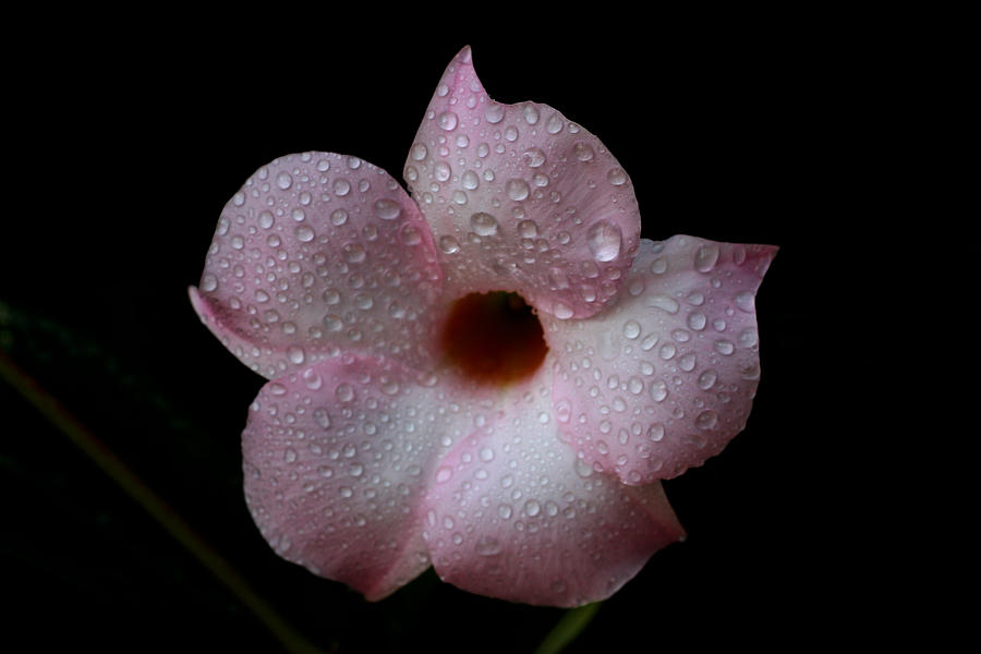Blooming Photograph by Doug Norkum