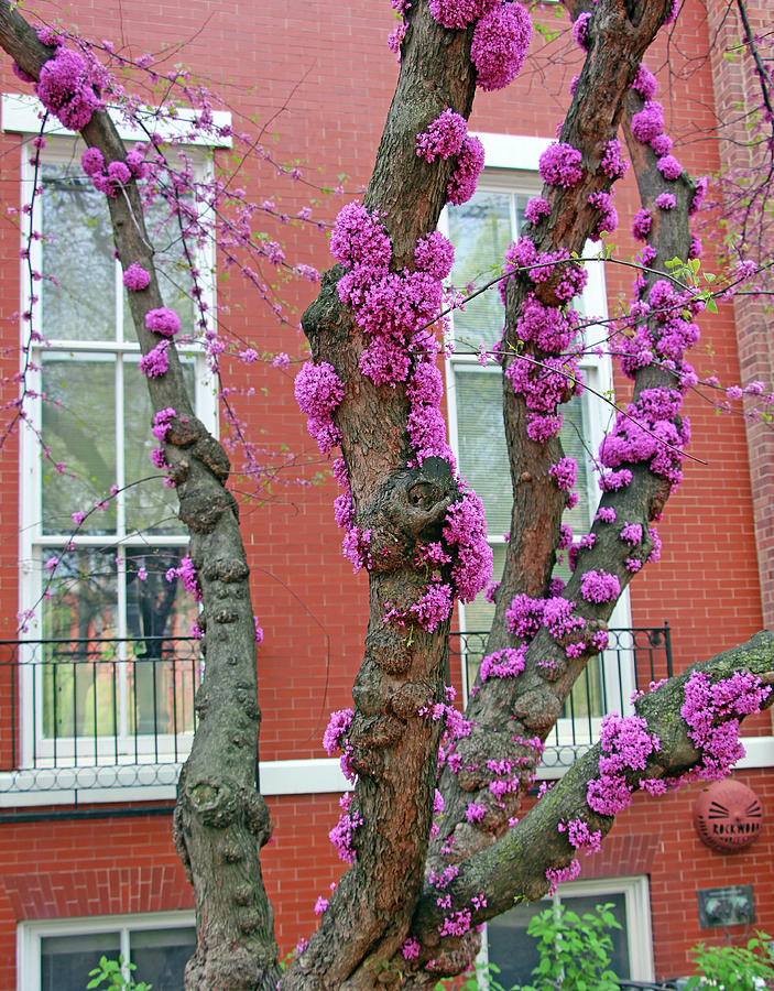 blooming-eastern-redbud-tree-trunks-cora-wandel.jpg (703×900)