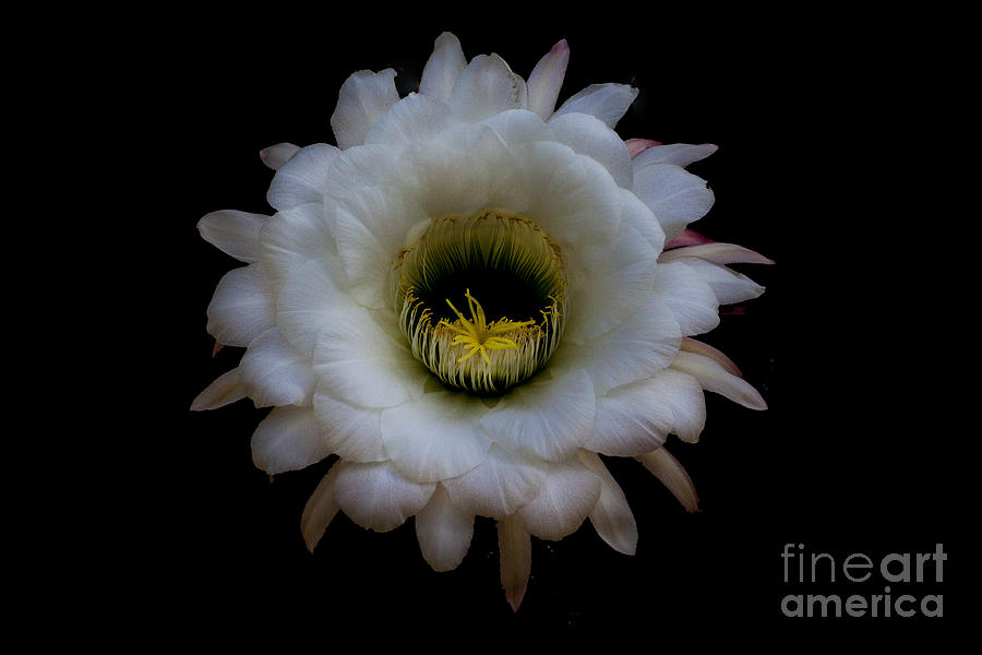 Blooming Echinopsis candicans Photograph by Ruth Jolly